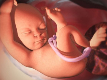 Những điều thú vị về việc bài tiết của thai nhi trong bụng mẹ suốt 9 tháng 10 ngày