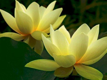 2 điều người khôn ngoan giữ cho mình, kẻ dại mãi thích khoe