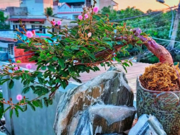 Loại cây mọc dại xưa toàn cuốc bỏ đi, giờ cho vào chậu uốn cành bonsai, chăm 2 tháng bán 500.000 đồng/cây