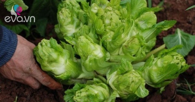 View - Loại rau xưa chỉ người nghèo ăn, giờ thành đặc sản nổi tiếng được người thành phố săn lùng, 75.000 đồng/kg