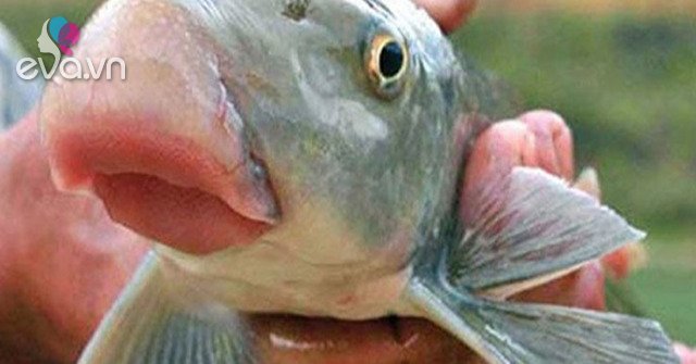 View - Loại cá quý như vàng, trước chỉ dùng để tiến vua, giờ nhiều đại gia săn lùng giá 3 triệu đồng/kg