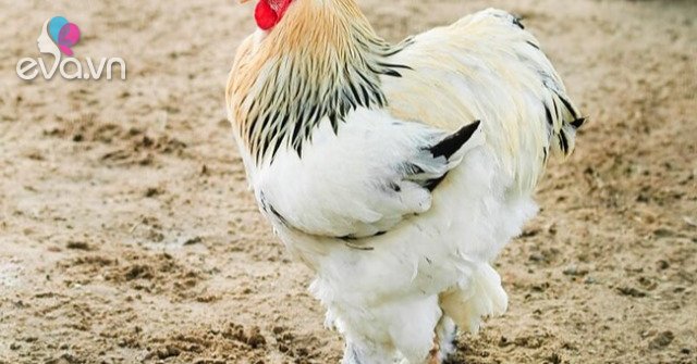 View - Vua của các loại gà có giá 15 triệu/1 con, nhiều con nặng tới 18kg, muốn mua phải đặt trước cả tháng