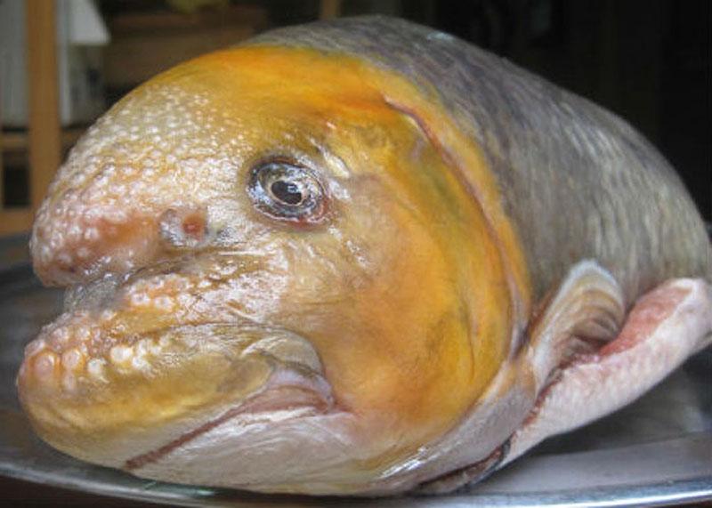 View - Loại cá quý như vàng, trước chỉ dùng để tiến vua, giờ nhiều đại gia săn lùng giá 3 triệu đồng/kg