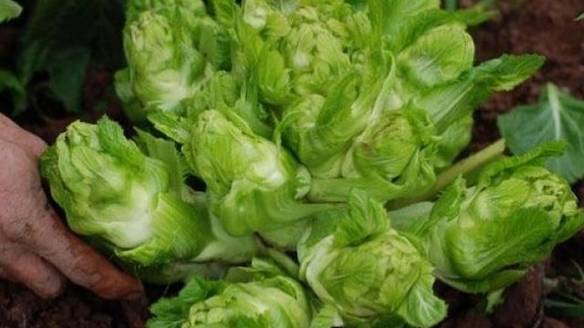 View - Loại rau xưa chỉ người nghèo ăn, giờ thành đặc sản nổi tiếng được người thành phố săn lùng, 75.000 đồng/kg