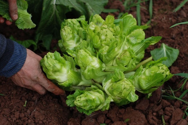 View - Loại rau xưa chỉ người nghèo ăn, giờ thành đặc sản nổi tiếng được người thành phố săn lùng, 75.000 đồng/kg