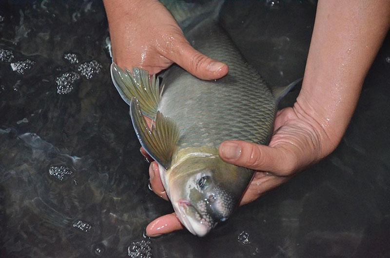 View - Loại cá quý như vàng, trước chỉ dùng để tiến vua, giờ nhiều đại gia săn lùng giá 3 triệu đồng/kg