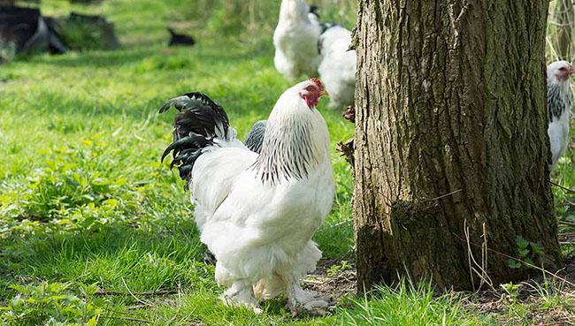 View - Vua của các loại gà có giá 15 triệu/1 con, nhiều con nặng tới 18kg, muốn mua phải đặt trước cả tháng