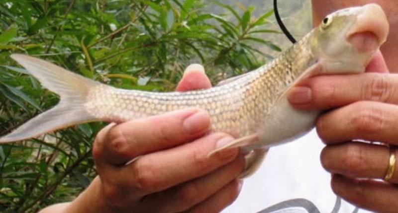 View - Loại cá quý như vàng, trước chỉ dùng để tiến vua, giờ nhiều đại gia săn lùng giá 3 triệu đồng/kg