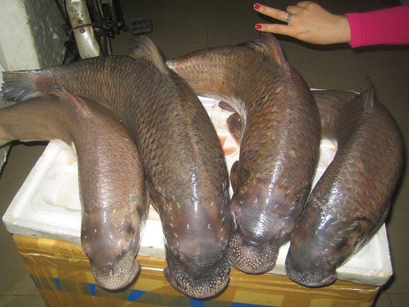 View - Loại cá quý như vàng, trước chỉ dùng để tiến vua, giờ nhiều đại gia săn lùng giá 3 triệu đồng/kg