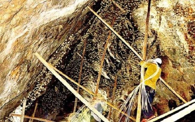 Thứ này được ví là “thần dược” cho người ốm yếu, giá lên tới 6 triệu đồng/1 lạng vẫn hút người mua - 2
