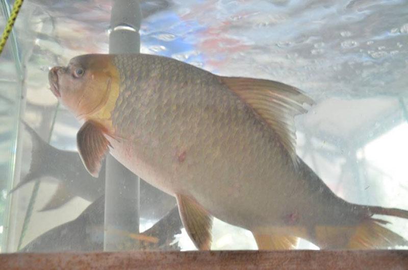 View - Loại cá quý như vàng, trước chỉ dùng để tiến vua, giờ nhiều đại gia săn lùng giá 3 triệu đồng/kg