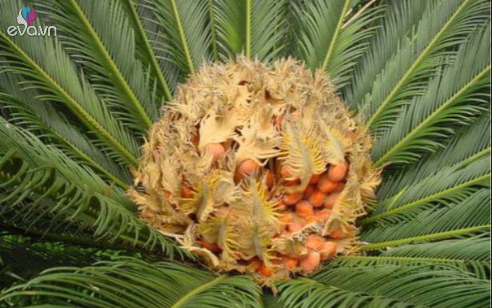 View - Loại cây phong thủy biết "đẻ trứng vàng”, 20 năm mới kết quả giá 600.000 đồng/kg, nhà nào có là báu vật