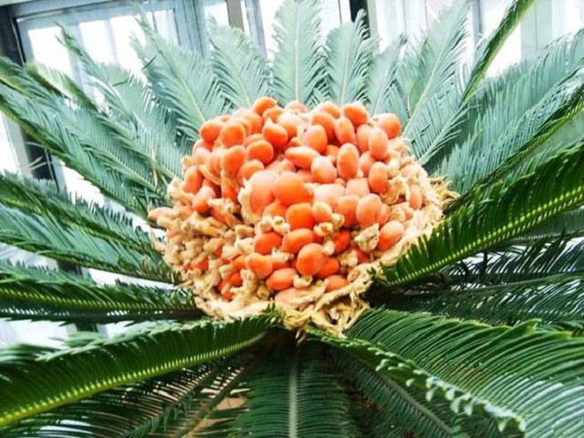 Loại cây phong thủy biết “đẻ trứng vàng”, 20 năm mới kết quả giá 600.000 đồng/kg, nhà nào có là báu vật - 5