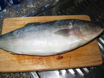 Loại cá có tên rất lạ trở thành đặc sản nổi tiếng, chị em thành phố muốn mua phải đặt trước, 150.000 đồng/kg