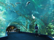 Lifestyle - Khám phá thủy cung trong nhà lớn nhất Hà Nội: Nhiều người hụt hẫng so với kỳ vọng