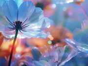 Eva tám - Những người thực sự mạnh mẽ đã học được cách quản lý điều này