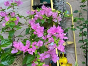 Nhà đẹp - Trồng hoa giấy nhớ nguyên tắc “1 ít - 1 nhiều - 1 siêng năng”, hoa nở thành từng chùm to