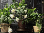 Nhà đẹp - 4 loại hoa “hao tiền”, đẹp mỹ miều nhưng phong thuỷ để trong nhà tài lộc khó đến