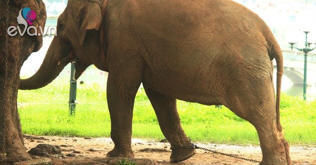 View - Thương tâm hai chú voi bị xích chân, mắt luôn ngấn lệ ở sở thú Hà Nội, du khách thắc mắc, khó hiểu khi chứng kiến