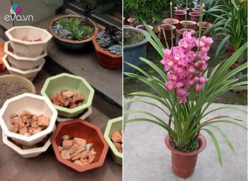View - Đặt thứ này dưới đáy chậu, trồng cây 10 năm không lo rễ thối, hoa nở hết vụ này đến vụ khác