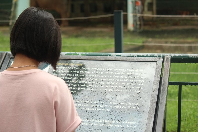 View - Thương tâm hai chú voi bị xích chân, mắt luôn ngấn lệ ở sở thú Hà Nội, du khách thắc mắc, khó hiểu khi chứng kiến