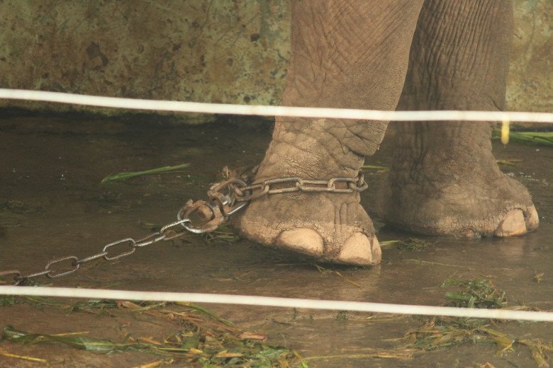View - Thương tâm hai chú voi bị xích chân, mắt luôn ngấn lệ ở sở thú Hà Nội, du khách thắc mắc, khó hiểu khi chứng kiến