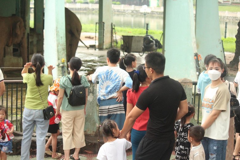 View - Thương tâm hai chú voi bị xích chân, mắt luôn ngấn lệ ở sở thú Hà Nội, du khách thắc mắc, khó hiểu khi chứng kiến