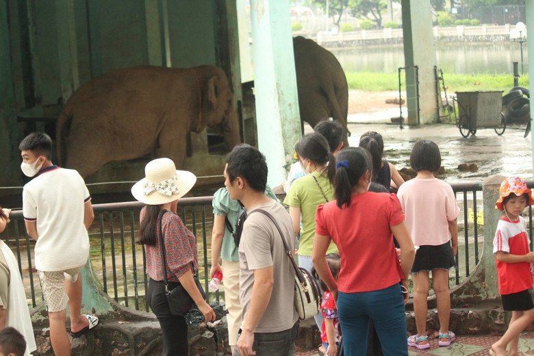 View - Thương tâm hai chú voi bị xích chân, mắt luôn ngấn lệ ở sở thú Hà Nội, du khách thắc mắc, khó hiểu khi chứng kiến