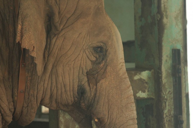 View - Thương tâm hai chú voi bị xích chân, mắt luôn ngấn lệ ở sở thú Hà Nội, du khách thắc mắc, khó hiểu khi chứng kiến