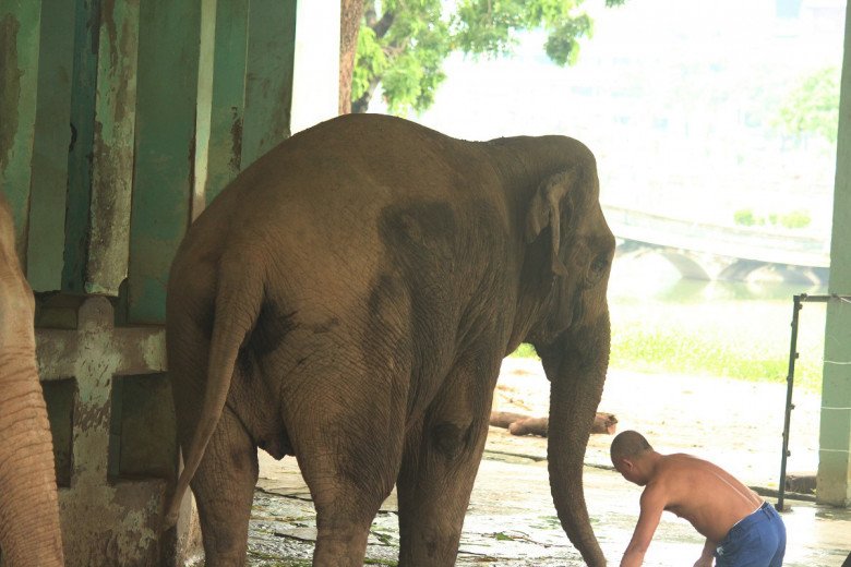 View - Thương tâm hai chú voi bị xích chân, mắt luôn ngấn lệ ở sở thú Hà Nội, du khách thắc mắc, khó hiểu khi chứng kiến