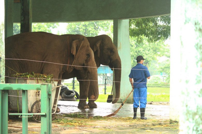 View - Thương tâm hai chú voi bị xích chân, mắt luôn ngấn lệ ở sở thú Hà Nội, du khách thắc mắc, khó hiểu khi chứng kiến