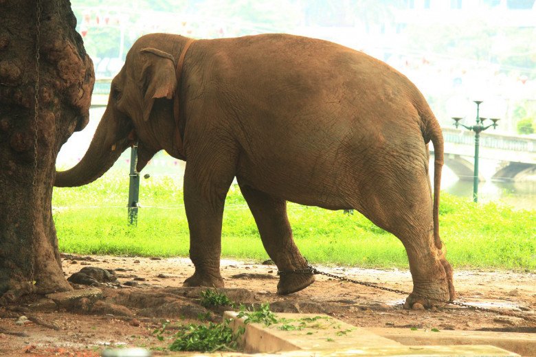 View - Thương tâm hai chú voi bị xích chân, mắt luôn ngấn lệ ở sở thú Hà Nội, du khách thắc mắc, khó hiểu khi chứng kiến