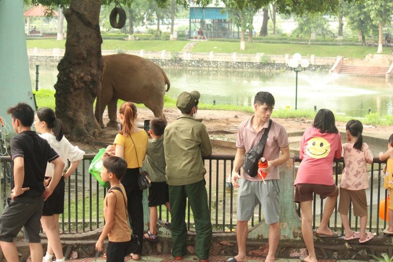 View - Thương tâm hai chú voi bị xích chân, mắt luôn ngấn lệ ở sở thú Hà Nội, du khách thắc mắc, khó hiểu khi chứng kiến