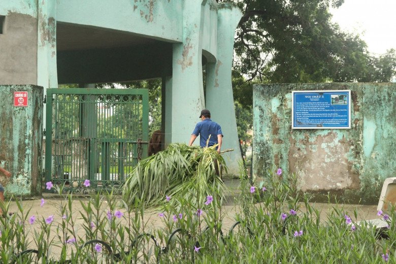 View - Thương tâm hai chú voi bị xích chân, mắt luôn ngấn lệ ở sở thú Hà Nội, du khách thắc mắc, khó hiểu khi chứng kiến