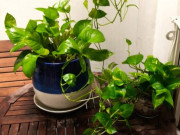 Nhà đẹp - Tại sao người giàu thích trồng trầu bà trong phòng ngủ? Biết lý do tôi liền làm theo