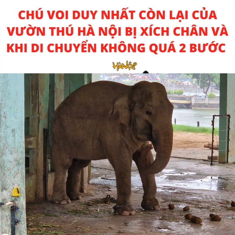 View - Thương tâm hai chú voi bị xích chân, mắt luôn ngấn lệ ở sở thú Hà Nội, du khách thắc mắc, khó hiểu khi chứng kiến