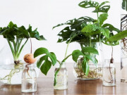 Nhà đẹp - Trồng cây thủy canh hay bị vàng lá thối rễ, nguyên nhân là do đây, bạn có mắc phải không?