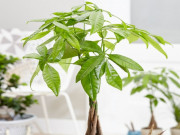 Nhà đẹp - Cây kim ngân phát triển chậm? Cứ 10 ngày tưới nước này 1 lần, lá xanh mướt, chồi non đâm tua tủa