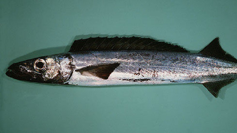 Mặc dù không chứa thủy ngân nhưng cá sáp dầu lại chứa Gempylotoxin – loại độc tố không thể chuyển hóa. Trẻ ăn vào có thể bị khó tiêu. 
