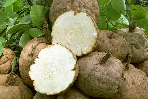 View - 6 loại thực phẩm giúp phụ nữ trẻ lâu, buồng trứng hoạt động mạnh mẽ, loại thứ 4 cực rẻ, có đầy ở chợ Việt