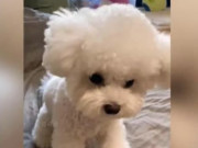 Clip Eva - Biểu cảm hài hước của chó mèo khi... hắt xì