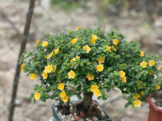 Nhà đẹp - Loại hoa xưa mọc bờ bụi, nay cho vào chậu làm cảnh, trồng một cây trong vườn có thể bán 10 triệu đồng