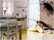 Nhà đẹp - Gián sợ nhất thứ này, rắc một chút vào góc, đảm bảo không bao giờ thấy chúng trong nhà nữa