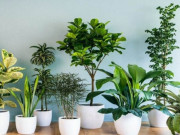 Nhà đẹp - Người mệnh Mộc trồng 1 trong những cây chiêu tài dẫn lộc này, vận may gõ cửa quanh năm