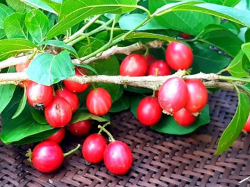 Loại quả xưa đầy không ai ăn, giờ thành đặc sản được người thành phố ưa thích nhưng khó tìm, 140.000 đồng/kg