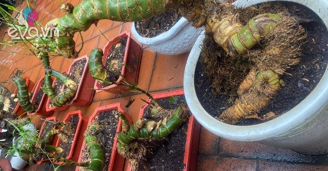 View - Cây dại mọc từng bụi ở làng quê Việt Nam, nay được "hô biến thành bonsai đẹp lạ, giá lên tới 70 triệu/cây