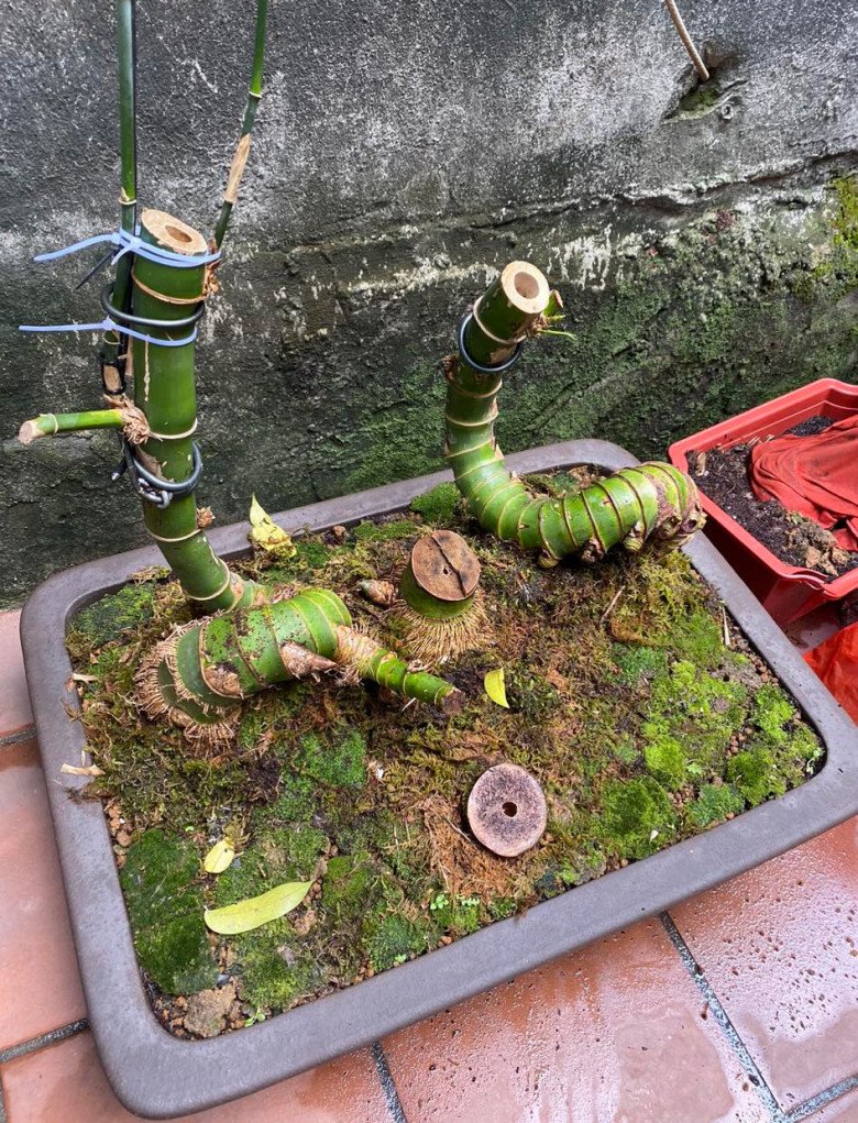 View - Cây dại mọc từng bụi ở làng quê Việt Nam, nay được "hô biến thành bonsai đẹp lạ, giá lên tới 70 triệu/cây