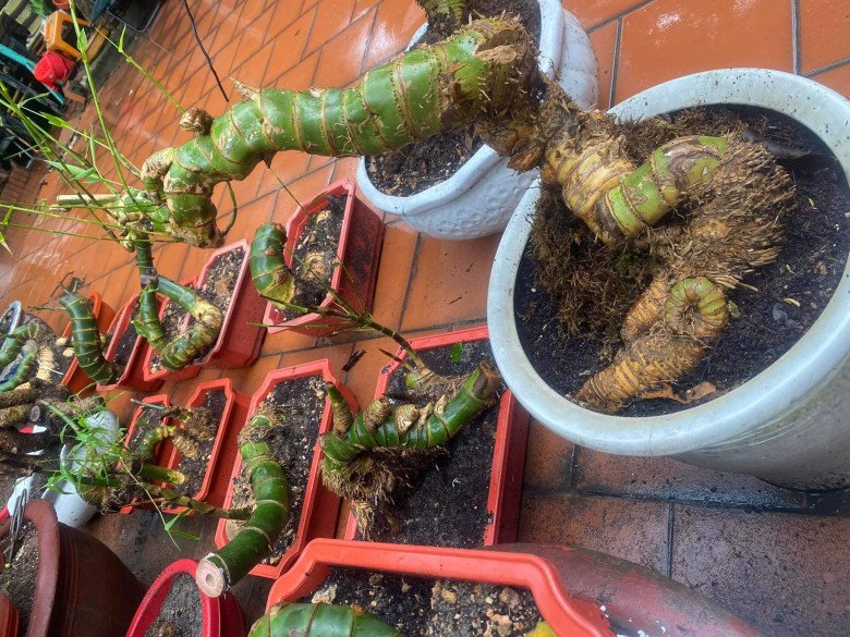 View - Cây dại mọc từng bụi ở làng quê Việt Nam, nay được "hô biến thành bonsai đẹp lạ, giá lên tới 70 triệu/cây