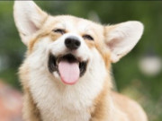 Lifestyle - Biểu cảm hài hước của những chú chó nhát gan