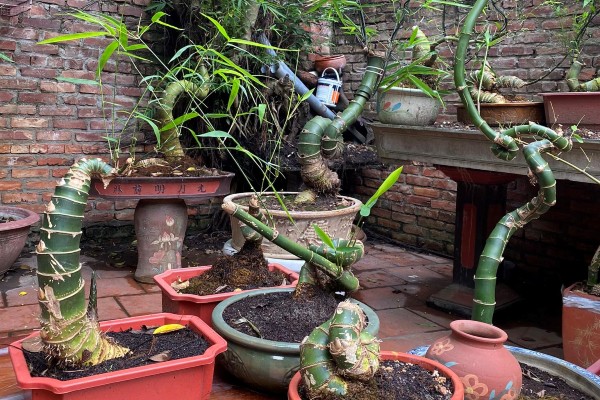 View - Cây dại mọc từng bụi ở làng quê Việt Nam, nay được "hô biến thành bonsai đẹp lạ, giá lên tới 70 triệu/cây